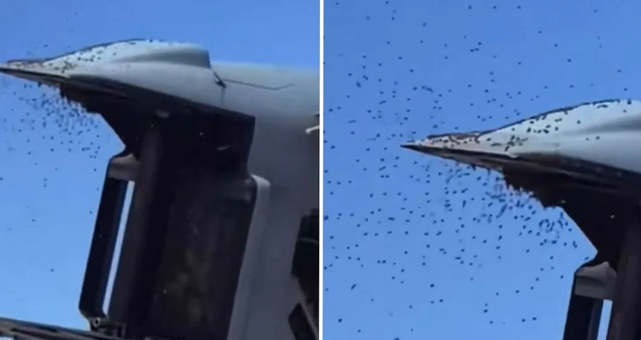 İsraildə arı istilası: Netivotda həyat iflic oldu, hərbi uçuşlar dayandırıldı