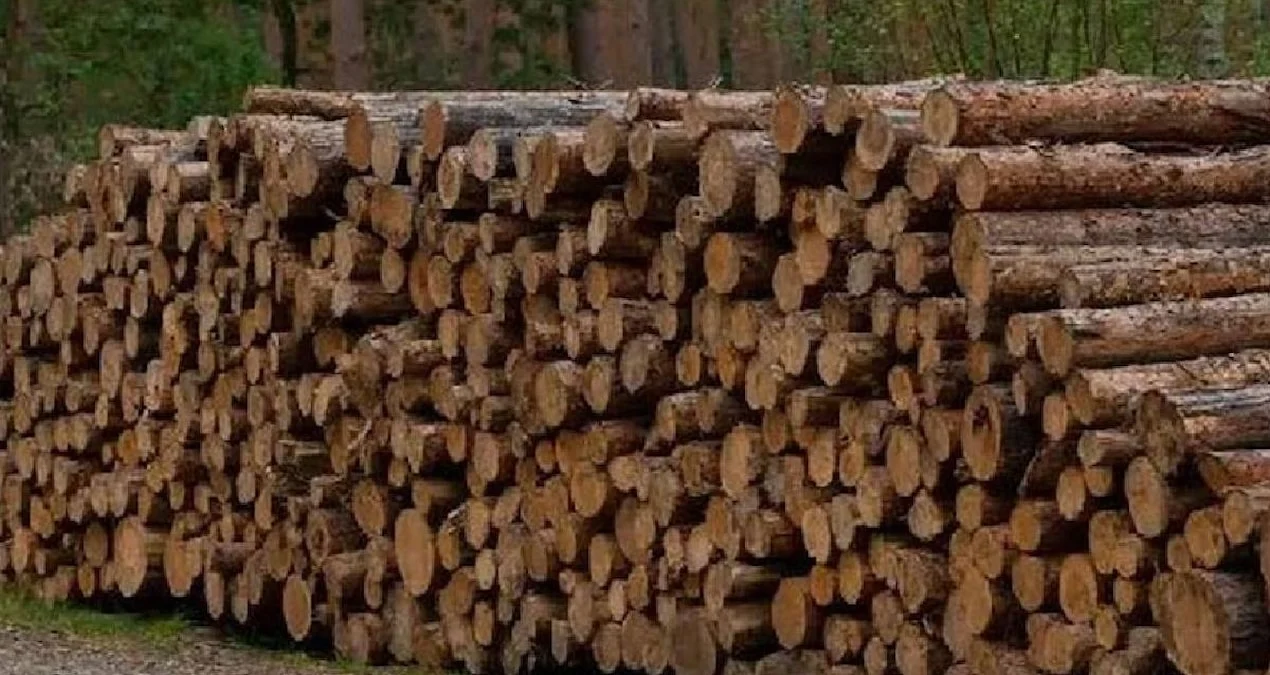 Çin alimləri inqilabi ixtiraya imza atdı: 24 saat fasiləsiz elektrik istehsal edən ağac materialı yaradıldı