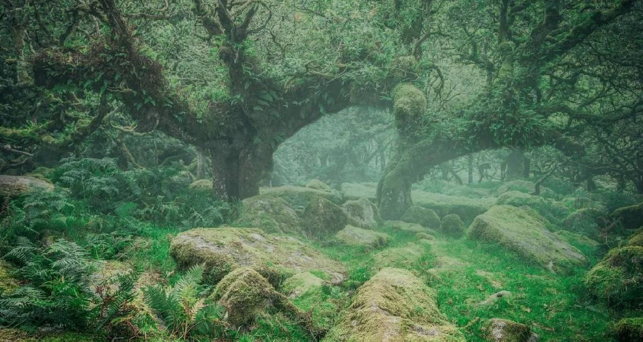 Şimal Dənizinin Dərinliklərində Minillik Sirr: Buz Dövrü Meşəsi Kəşf Edildi