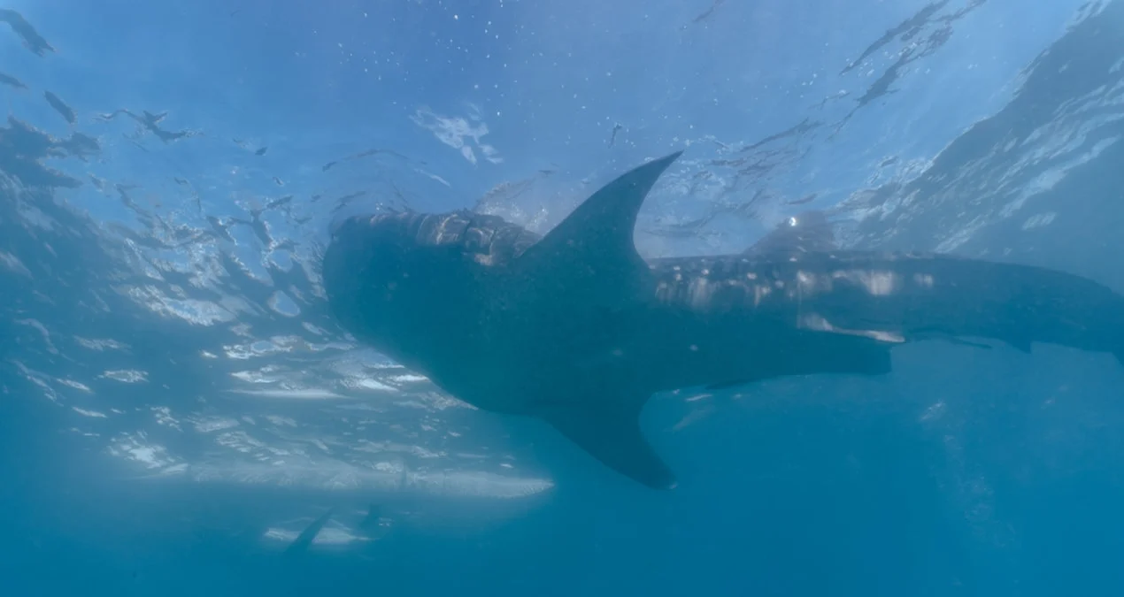 Böyük Sədd Rifində Heyrətamiz Kəşf: Bukalemundan Sürətli Rəng Dəyişdirən Balıq Sosial Medianı Silkələdi