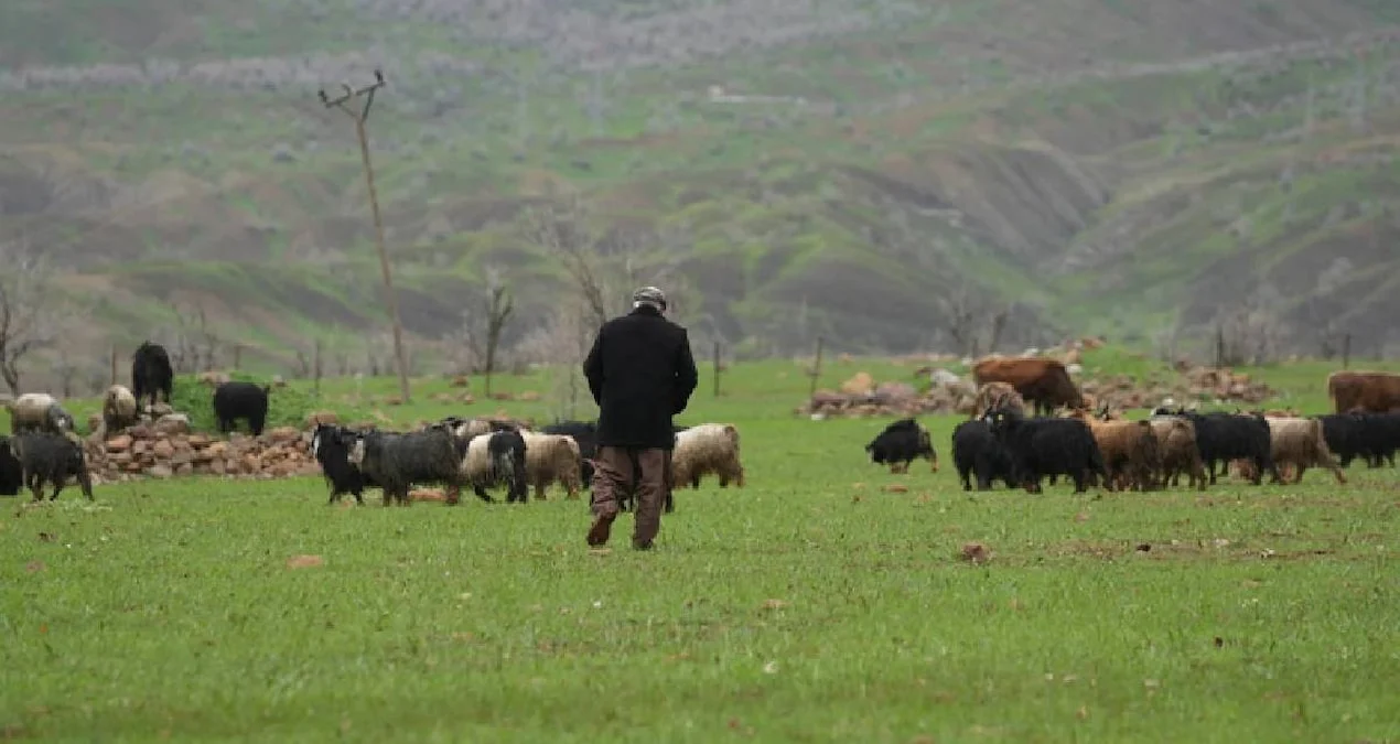 Argentinada Nəhəng Yura Dinozavr Fosili Aşkarlandı: Elm Dünyası Heyrətdə