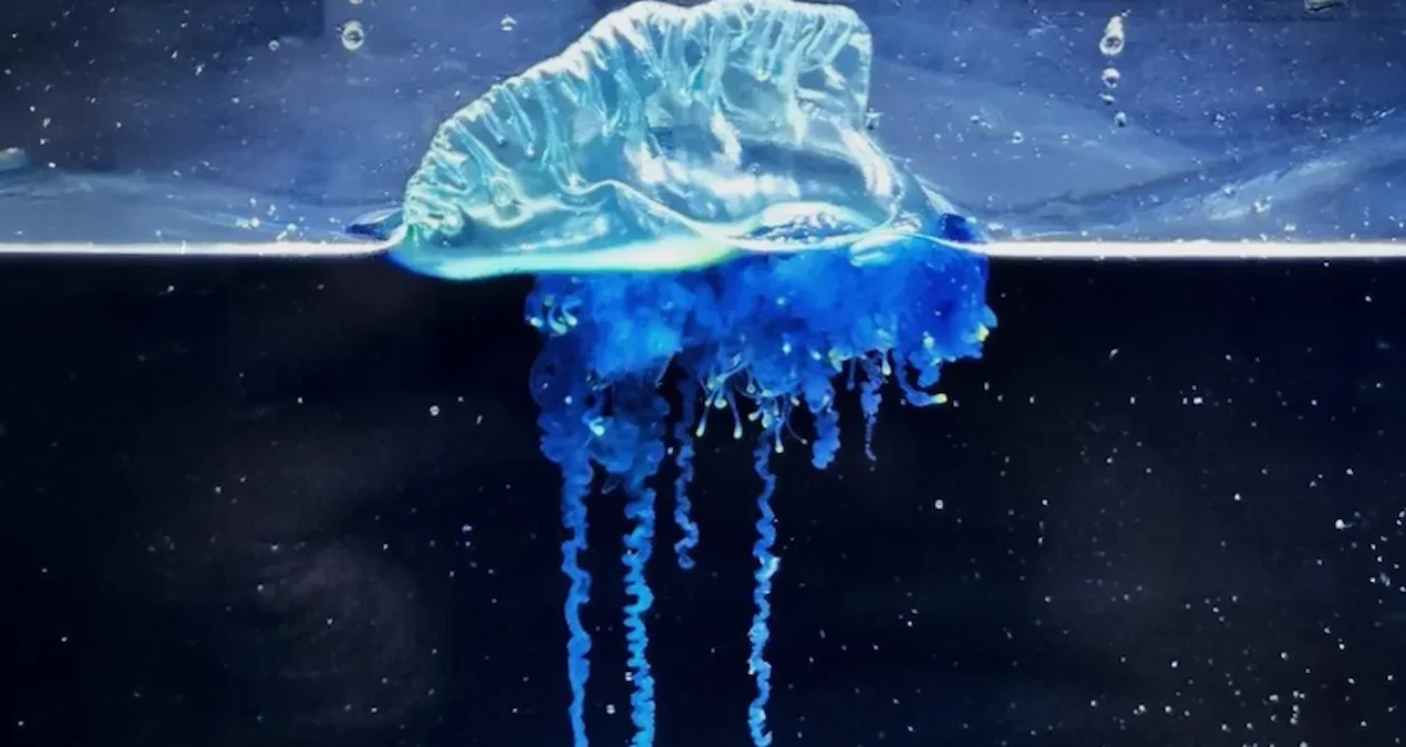 Yaponiyada Sirli Mavi Canlı Aşkarlandı: Dənizlərdə Gizlənən Təhlükəli “Canavar”!