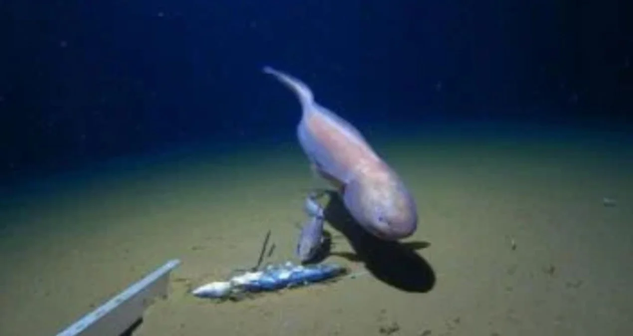 Okean Dərinliklərində Sirli Canlı Tapıldı: Elm Dünyası Təəccübləndi