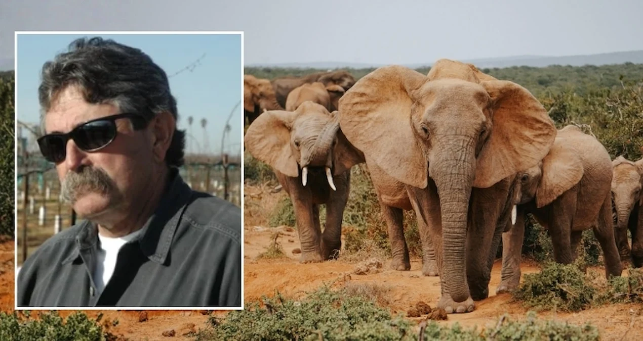 Qabonda Dəhşətli Hadisə: ABŞ-lı İş Adamı Fillərin Altında Qalıb Həlak Oldu