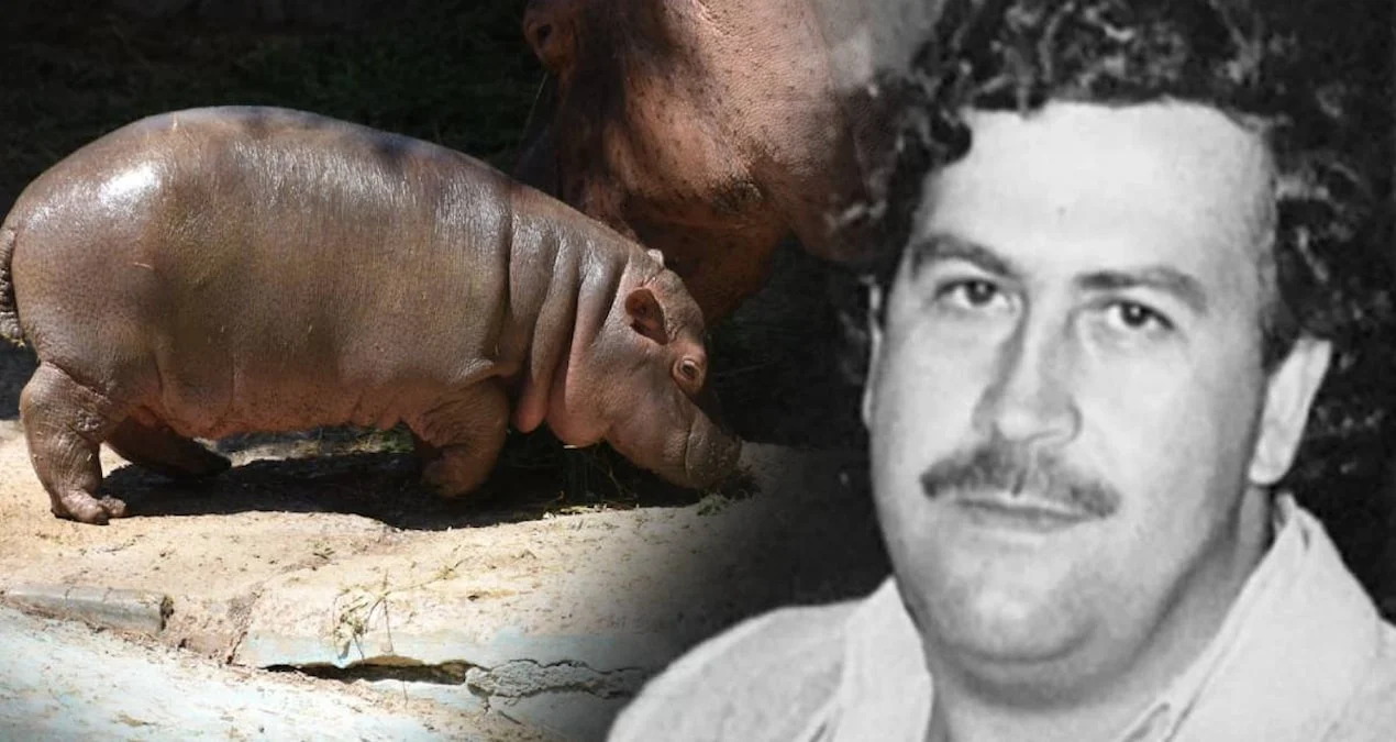 Eskobarın Begemotları Kolumbiyaya Bəla Oldu: Mübahisəli ‘Qırğın’ Planı