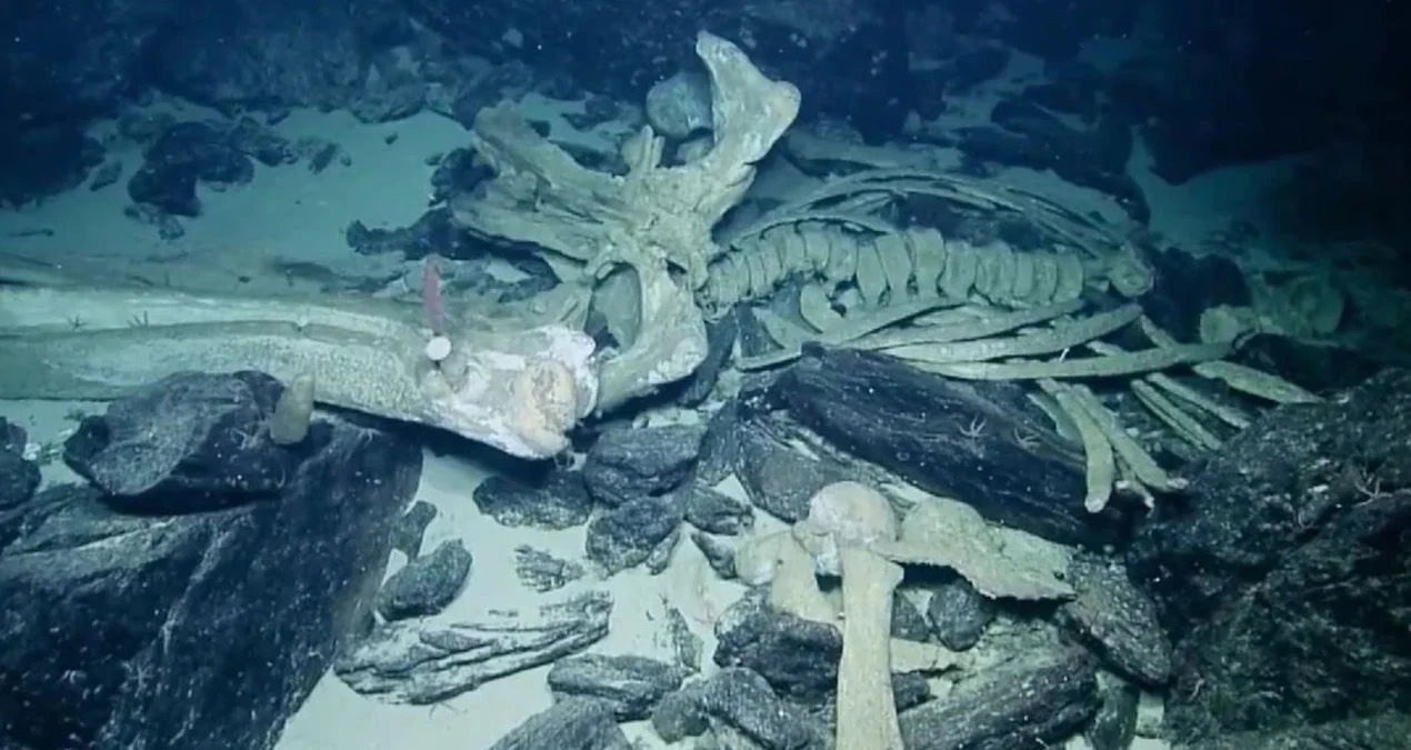 Okeanın Dərinliklərində Sirli Kəşf: Balina Sümüklərini Yeyən ‘Zombi’ Canlılar Tapıldı