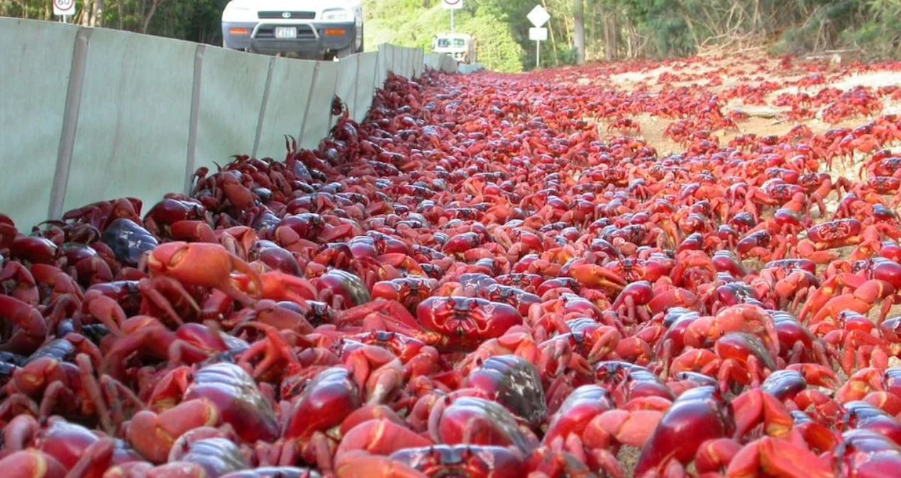 Milyonlarla Qırmızı Xərçəngin Sahilə Epik Yürüşü: Təbiətin Ecazkar Göçü