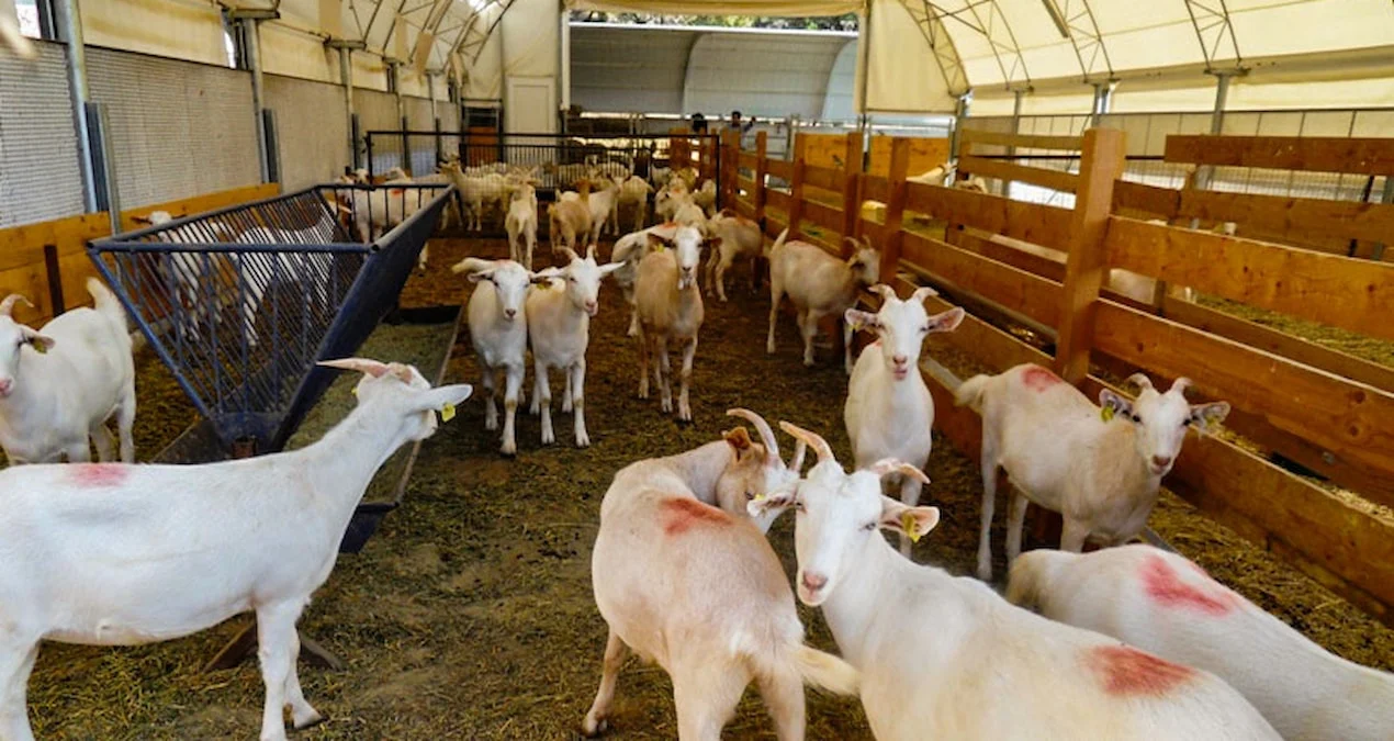 Fransada Şok Edən Hadisə: Əfqan Miqrant Heyvanlara Qarşı Vəhşilikdə Təqsirləndirilir