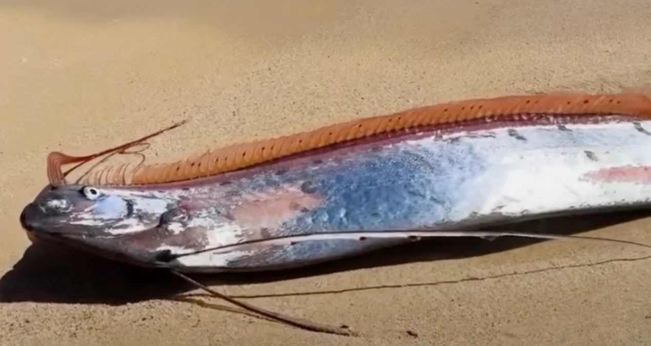 Nadir ‘Qiyamət Balığı’ Sahilə Vuruldu: Fəlakət Xəbərçisimi?