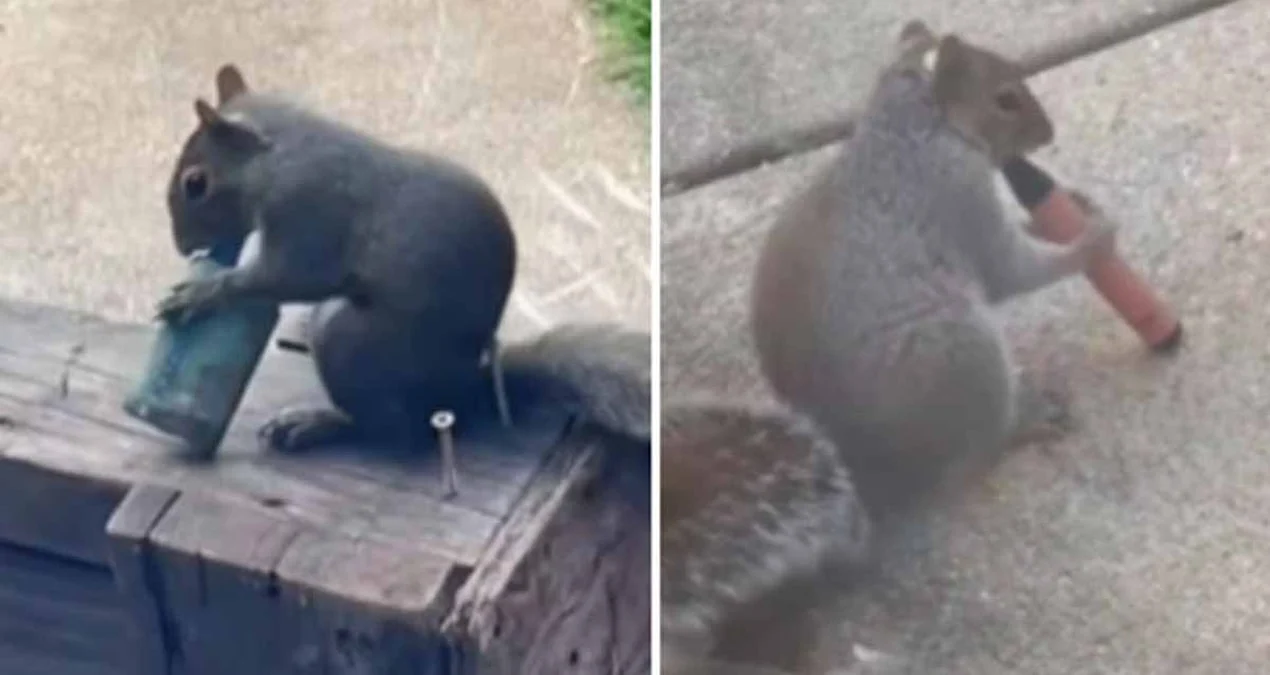 Londonda Dələlər Tərk Edilmiş Elektron Siqaretləri Yığır: Təhlükəli Vərdişin Səbəbi Açıqlandı