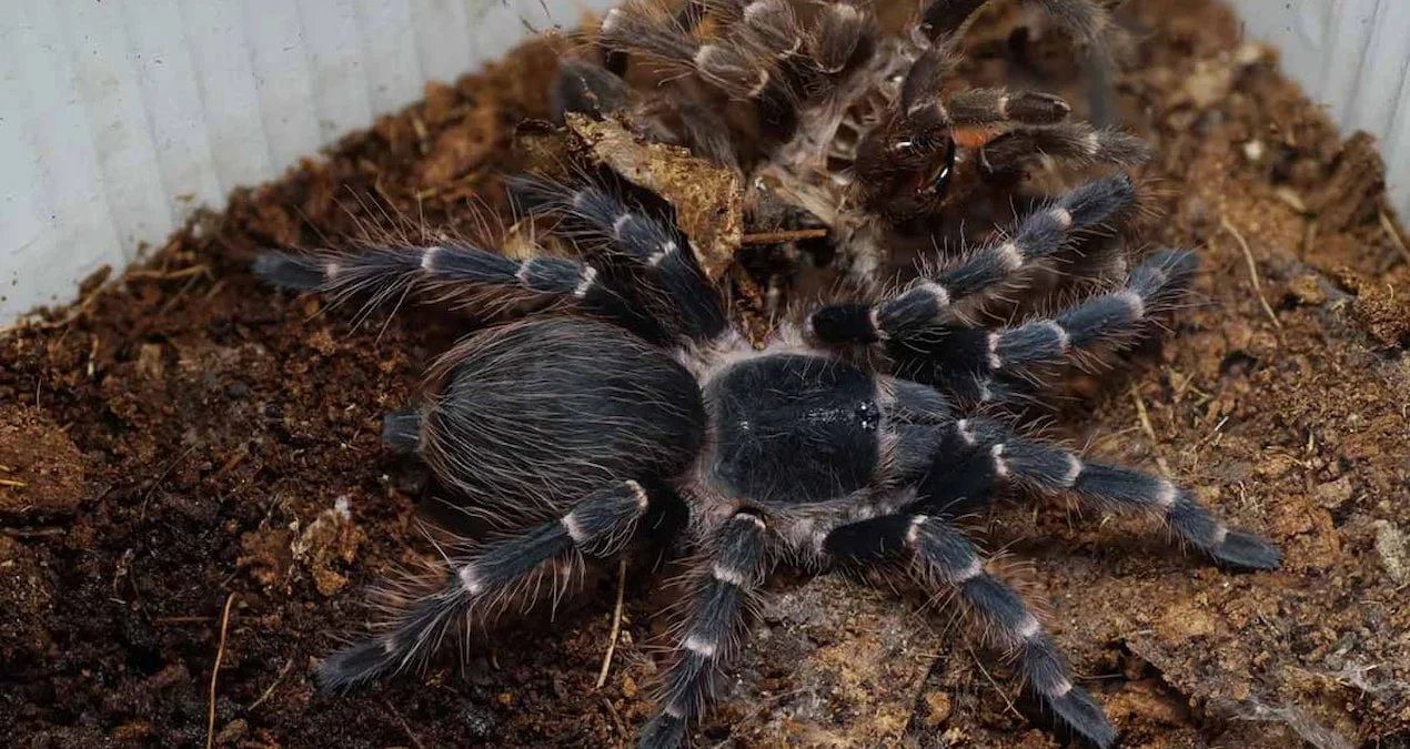Tübingen Qatarında Şok Tapıntı: 20 Canlı Tarantula Unuduldu
