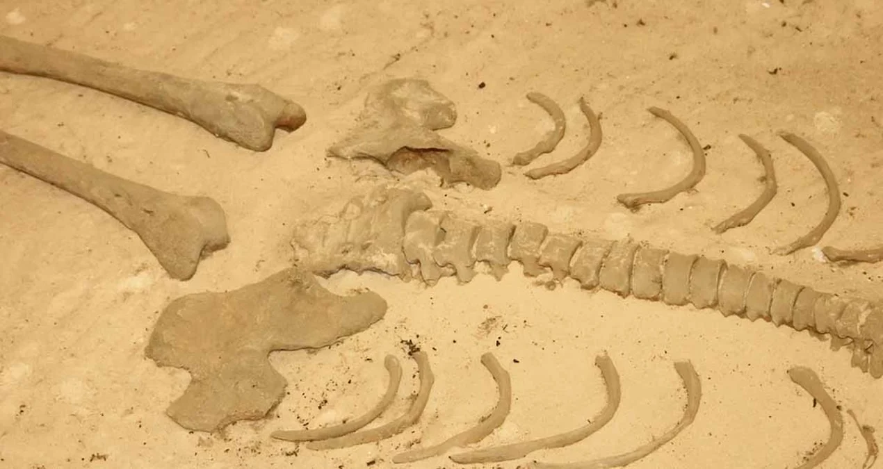 DNA analizi ilə açılan sirr: Parisdə bir nəslin saniyələr içində yox olmasının dəhşətli sübutu