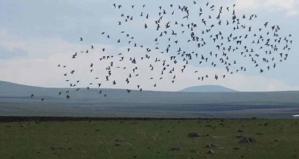 240 illik fasilədən sonra Tarixi An: Ağquyruq Qartallar İngiltərə Səmalarına Qayıtdı