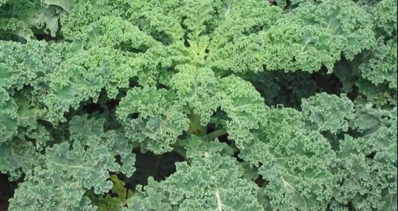 Yaponiyanın Sirri: -15 Dərəcəyə Dözən və Süddən Çox Kalsiumlu Super Qida