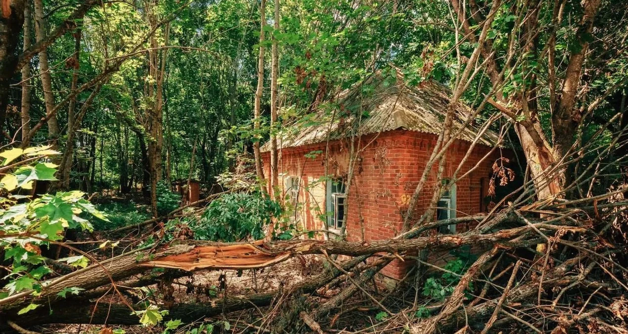 Nüvə Partlayışından Sağ Çıxan Ağacların Sirri: Alimlər Yeni Kəşf Etdi