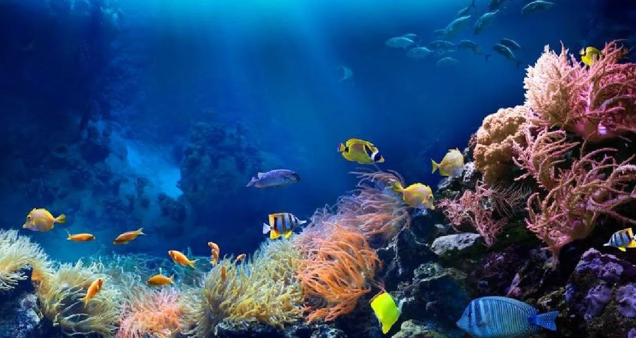 Avstraliyanın Böyük Sədd Rifində Təəccüblü Kəşf: Cerrah Balıqları Rəng Dəyişməklə Ünsiyyət Qurur