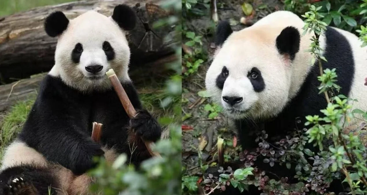 Panda Diplomatlığı: Çin ABŞ-la münasibətlərini “yumşaq güc”lə bərpa edir