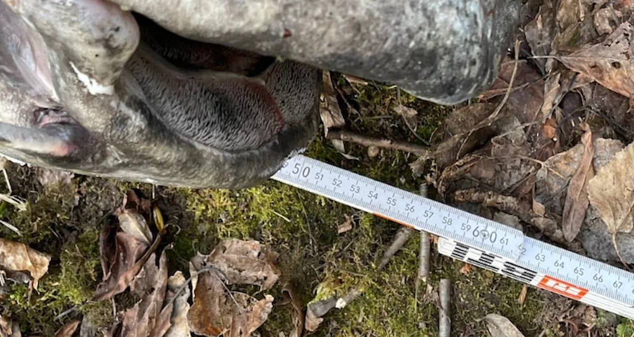 Almaniyada “Göl Canavarı” Tutuldu: Nəhəng Yayı Balığı Ekosistemi Məhv Edirdi