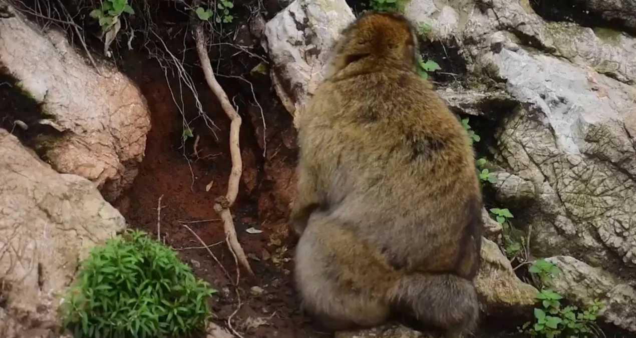 Cəbəllüttariq Meymunları Həyəcan Təbili Çalır: Turist Qidaları Onları Torpaq Yeməyə Məcbur Edir