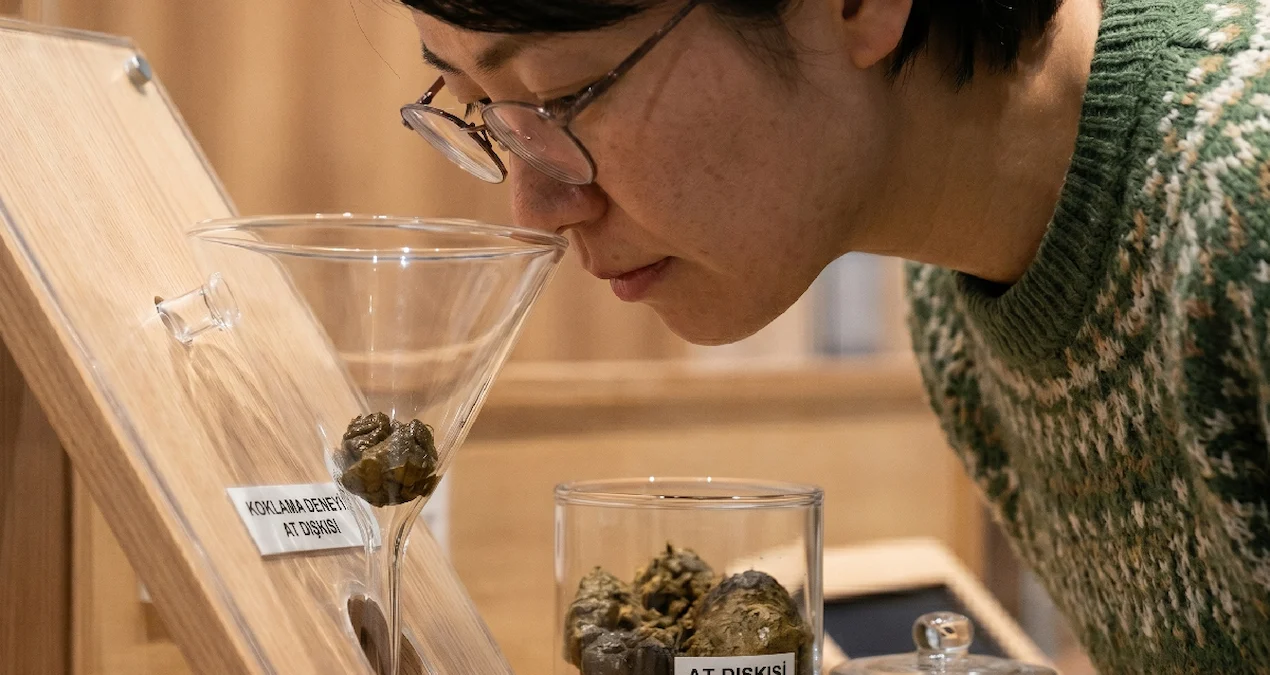 Yapon Muzeyində Nadir Atların Qorunması Üçün Bənzərsiz Təşəbbüs: Ziyarətçilərə Nəcis Qoxusu Təqdim Edilir