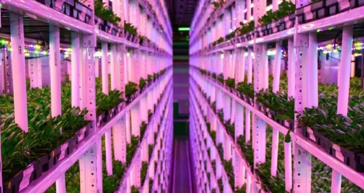 İngiltərədə Yerin 1 Kilometr Altında Dünyanın Ən Dərin Ferması Quruldu: Kənd Təsərrüfatında İnqilab