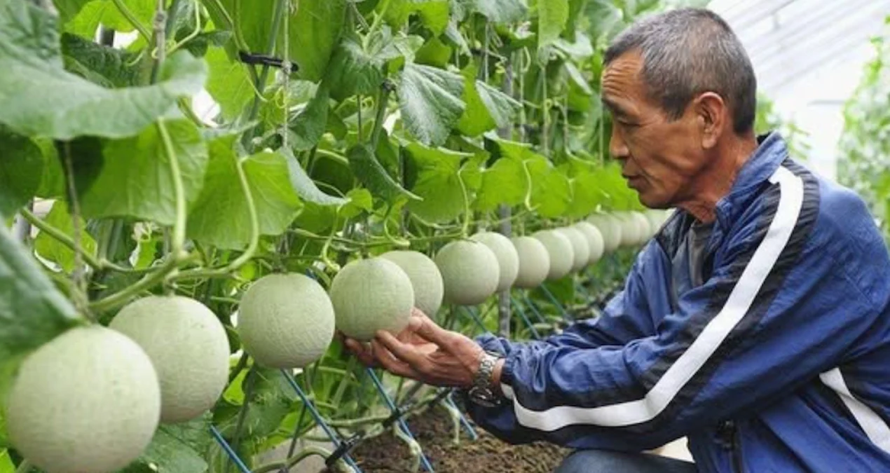 Masajla yetişdirilən meyvə bazarı silkələdi: Bir ədədi 28 min TL-yə!